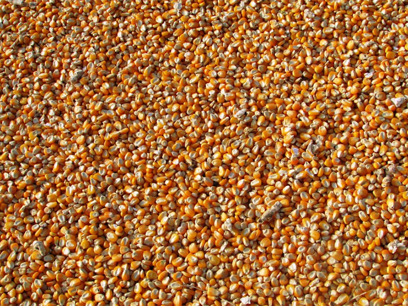 什么是黃曲霉毒素（黃曲霉毒素的產生機制）